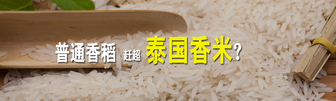 泰國香米